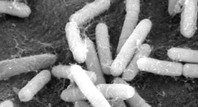 Potential applications of lactic acid bacteria in plant production Article