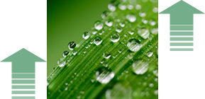 Biofertilizer-Optimizes water consumption